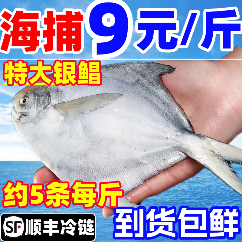 银鲳鱼新鲜白鲳鱼特大深海鲜活冷冻平鱼昌鱼镜鱼海鲜水产海鱼鳊鱼