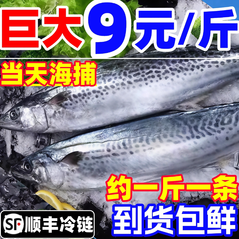 大鲅鱼马鲛鱼鲜活鲐鲅鱼冷冻特大超大整条燕鲅鱼礼盒批发整箱海鱼
