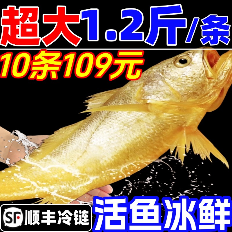 黄花鱼新鲜鲜活大黄鱼冷冻海鲜水产小黄鱼鲞深海鱼整箱生鲜商用