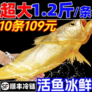 黄花鱼新鲜鲜活大黄鱼冷冻海鲜水产小黄鱼鲞深海鱼整箱生鲜商用
