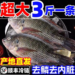 罗非鱼新鲜鲜活现杀整条去鳞去内脏商用鲷鱼片整箱冷冻烧烤食材