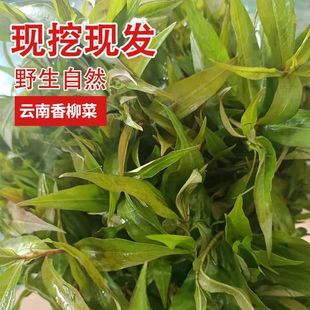 云南特有香料香蓼柳 香柳菜辣蓼草 芳香扑鼻 煮鱼撒撇凉拌菜