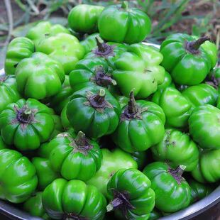 云南德宏特色野味傣味苦子果 苦味香浓 野生野菜酸汤苦子1斤包邮