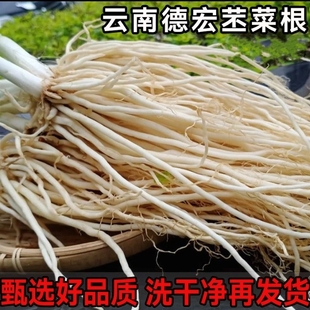 现挖现发云南新鲜撇菜根佤味牛皮菜根石韭菜根苤菜根可种植1斤