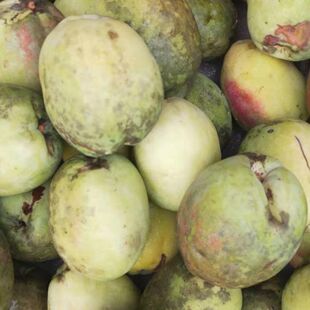 云南特产 德宏野生 老品种酸木瓜 生吃凉拌 可做木瓜鸡熬汤包邮