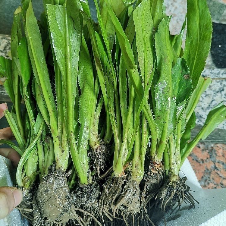 老缅芫荽 大香菜苗 新鲜现挖带根可种带泥洋刺芹傣味香料缅甸蔬菜