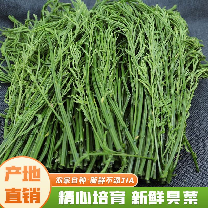 云南臭菜羽叶金合欢德宏傣族绿叶宴帕哈炒鸡蛋重口味蔬菜新鲜帕哈