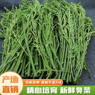 云南臭菜羽叶金合欢德宏傣族绿叶宴帕哈炒鸡蛋重口味蔬菜新鲜帕哈