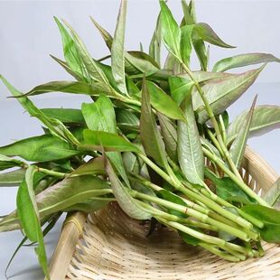 云南德宏新鲜香料山茅野菜香柳拉莎香辣柳傣味泰国凉拌撒撇作料