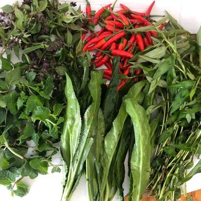 云南德宏新鲜蔬菜香料组合缅芫荽香柳小芫荽金芥红米辣组合装包邮