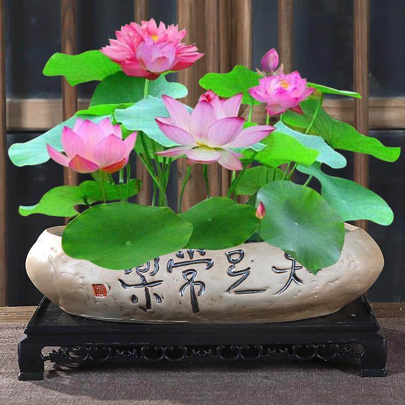 铜钱草花盆粗陶植物花器碗莲睡莲金钱草无孔水培花盆水养专用花缸,鲜花速递/花卉仿真/绿植园艺,花盆,淘宝优惠券,粉丝福利购,淘宝优惠卷