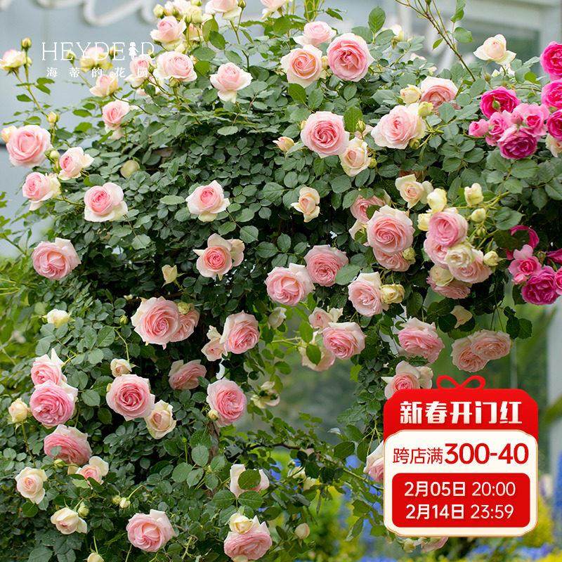 海蒂的花园月季花苗粉色龙沙宝石可爬藤阳台庭院花墙拱门花卉盆栽,鲜花速递/花卉仿真/绿植园艺,月季/蔷薇/玫瑰,淘宝优惠券,粉丝福利购,淘宝优惠卷