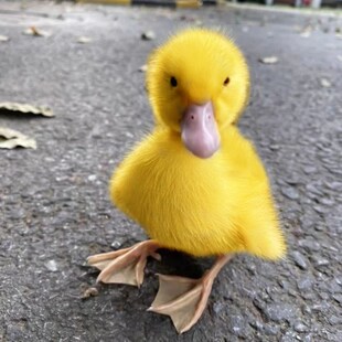 小黄鸭柯尔鸭活 宠物可达鸭活物小鸭子活的真小鸭子宠物幼崽活苗