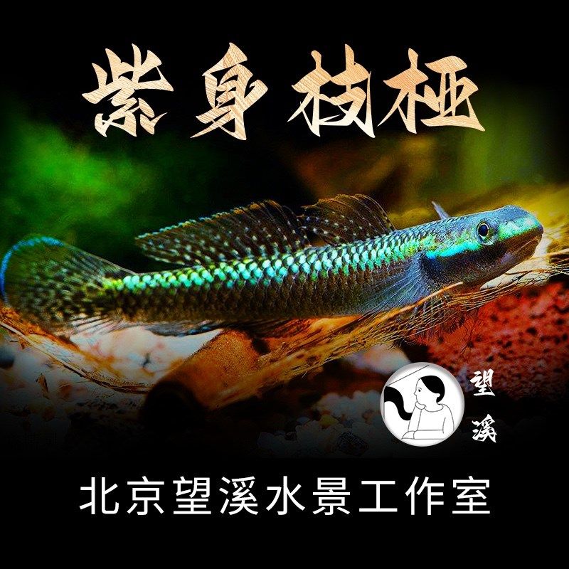 紫身枝桠虾虎啃藻可混养原生溪流缸水陆缸底层鱼观赏鱼素食蒙氏