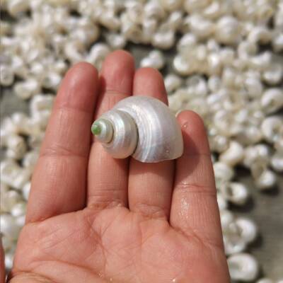 白D螺天然海螺28128寄居蟹备用替换小壳去皮青螺鱼缸水族造景贝IY