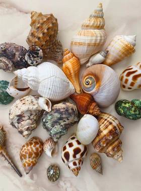 寄居蟹替换壳迷大口径大小号你然贝壳海螺13138号天壳摆件装饰鱼