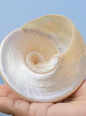 天然景海螺贝壳珍塔珠夜光螺大海螺鱼缸水族装饰造家居69278收藏
