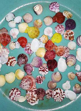 天然打y孔海螺贝壳婚 儿童手工di风铃材58442包庆橱料窗地中海窗