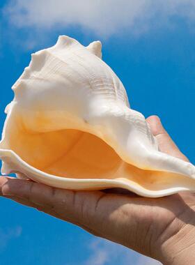 贝天36751稀礼有海螺壳左旋螺鱼缸造景装饰拍摄道具收然藏摆件送