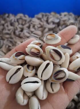 d天然贝壳小海39749螺灰金边宝螺金边贝切切顶鱼缸片装饰件yi配包