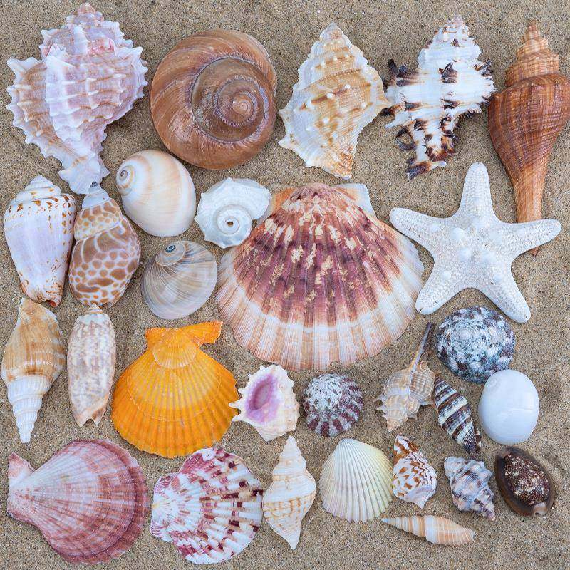 天然彩贝扇贝壳海螺工幼儿校diy装饰摆件园家79235手居水族鱼缸学