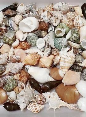 斤天然大海螺贝壳27406混合i装称彩色扇儿贝鱼缸水族创意童手工dy