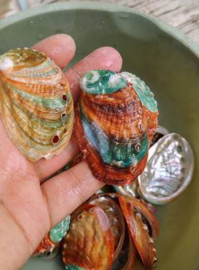 天然海贝壳饰鲍鱼七彩贝鱼缸家壳螺具装地台摆件水族墙38044贴造