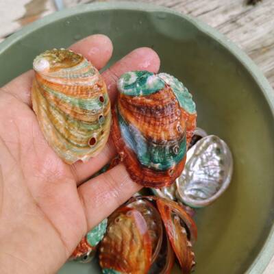 天然海贝壳饰鲍鱼七彩贝鱼缸家壳螺具装地台摆件水族墙38044贴造