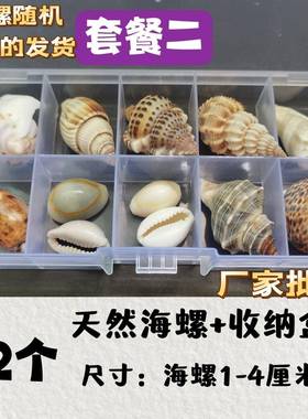 贝天然壳海螺普材精料品标本螺收纳套装科礼盒幼儿园海51404洋生