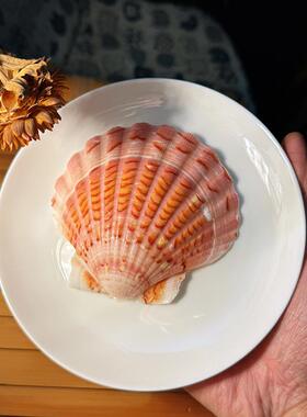 【真贝壳 无染色57486 可看货】美可爱/紫天白色大甜扇贝 然贝壳