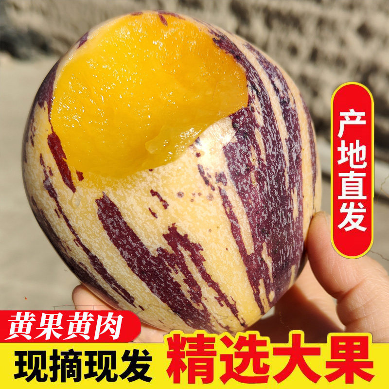 甘肃民勤沙漠人参果树上熟黄果黄肉新鲜水果9斤特大果人生果包邮