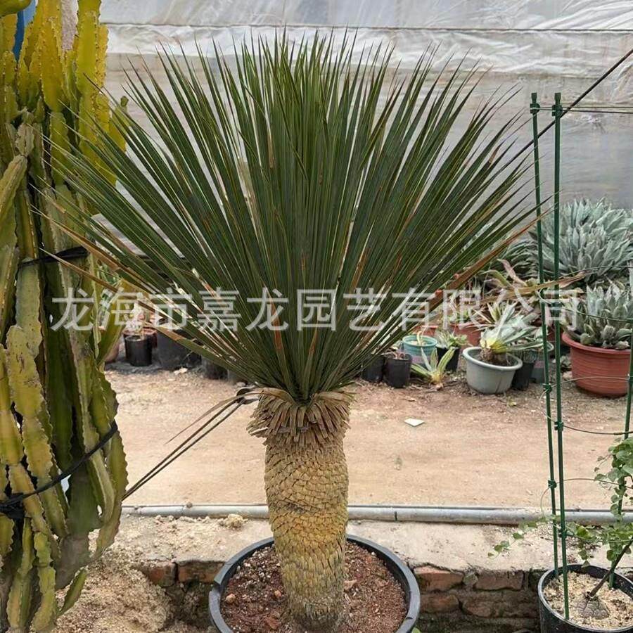 稻草人丝兰 沙漠植物鸟喙丝兰盆栽 龙舌兰科丝兰属庭院景观植物