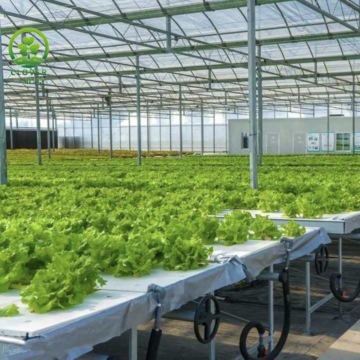 无土栽培设施温室大棚适用水培基质栽培雾培浮板水培袋培垂直栽培图片