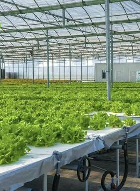 无土栽培设施温室大棚适用水培基质栽培雾培浮板水培袋培垂直栽培