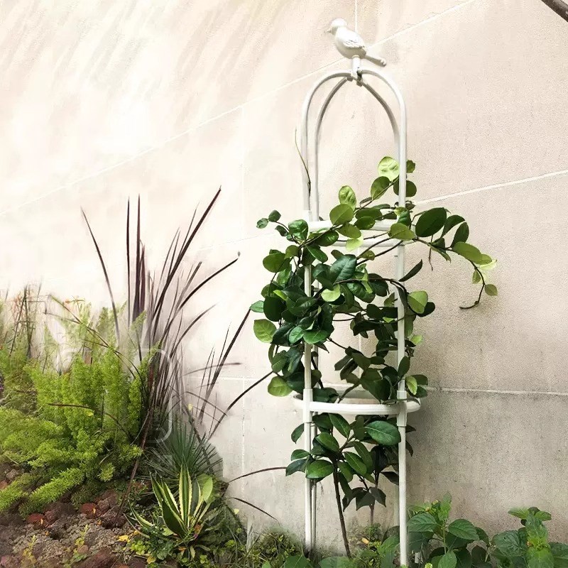 枝晓 插接式U型月季架 花架爬藤架室内盆栽植物月季玫瑰支撑架