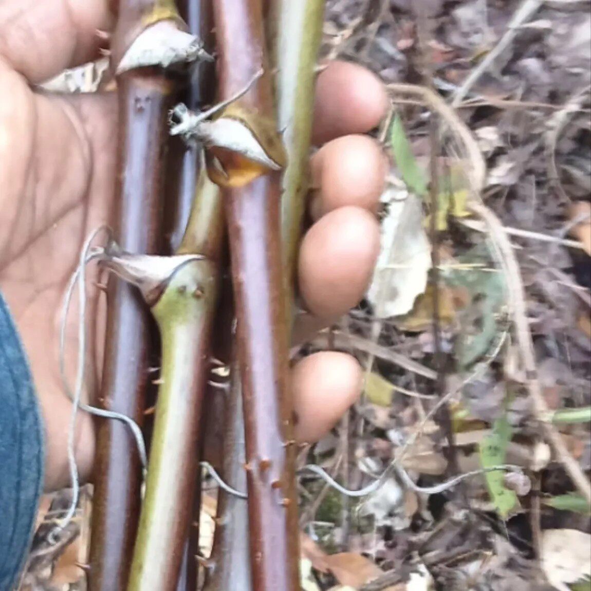 云南山区金刚藤根。新鲜根原藤原材料鸡血藤手镯银茶壶把手柄藤