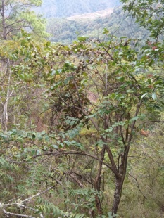 云南新鲜采摘云南马桑树寄生草,马桑树枝条,马桑树根