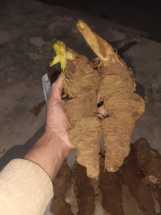 新鲜大个重楼云南滇重楼七叶一枝花新鲜现挖单个重100克到450克