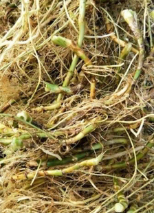 云南深山老林扁竹根野外深山现挖扁竹根蝴蝶花铁扁担扁担草剑绿植