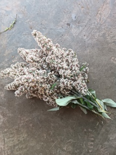 云南密蒙花密蒙花干 蜜蒙花染饭花正品 新货另售合欢花