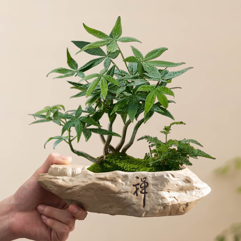 仿石粗陶发财树盆景花盆办公室客厅桌面禅意大号绿植盆栽摆放带托