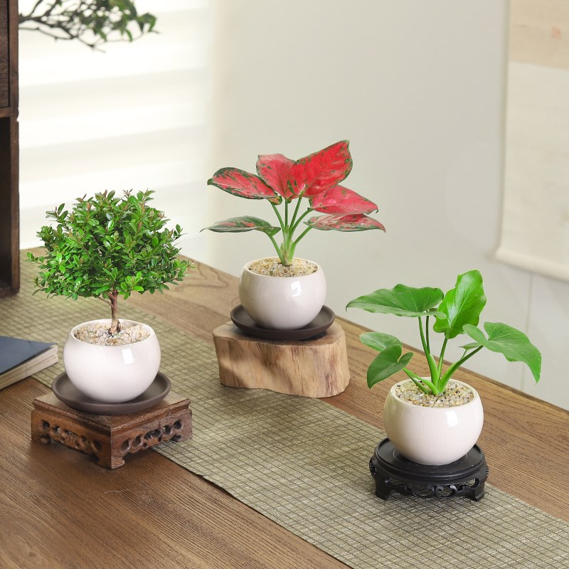 春羽蔓绿绒吉利红盆栽室内植物客厅好养花卉绿植净化空气四季常青