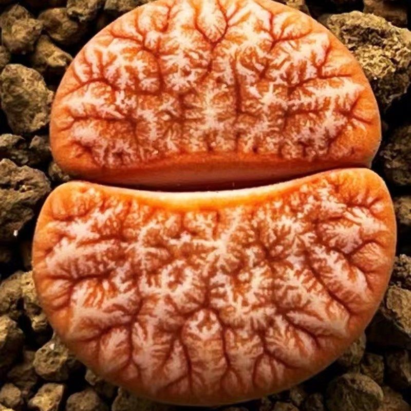 6年岛田C309A拿铁荒玉母本生石花番杏屁股花pp花盆栽植物爱