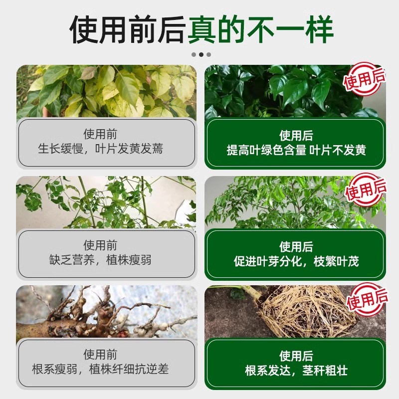 幸福树专用肥料营养液室内阳台盆栽绿植花卉通用液体肥治黄叶壮根