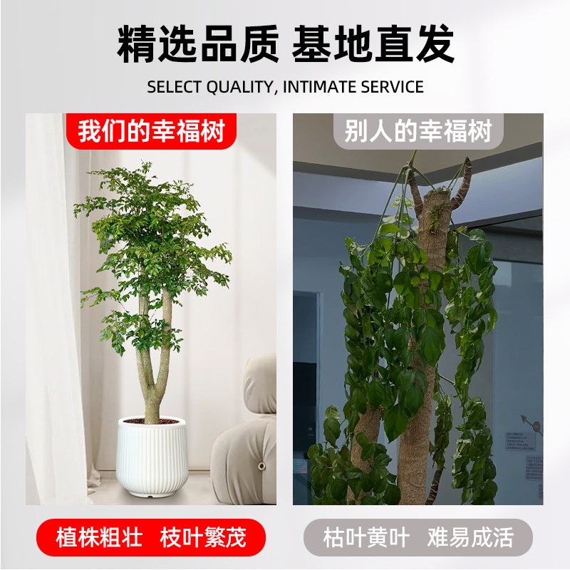 幌伞枫原生老桩幸福树大型盆栽新房客厅绿植富贵树办公室阳台盆景