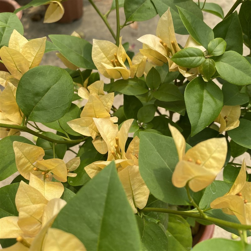 卡亚塔三角梅苏瓦娜不甜西瓜三角梅四季开花勤花稀有品种扦插苗