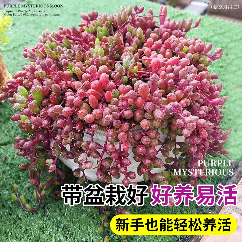 精品紫玄月多肉植物小盆栽吊兰室内阳台垂吊花卉佛珠情人泪好养活