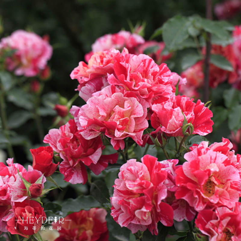 海蒂的花园 埃德加德加条纹月季抗病新手种植阳台庭院花卉盆栽苗