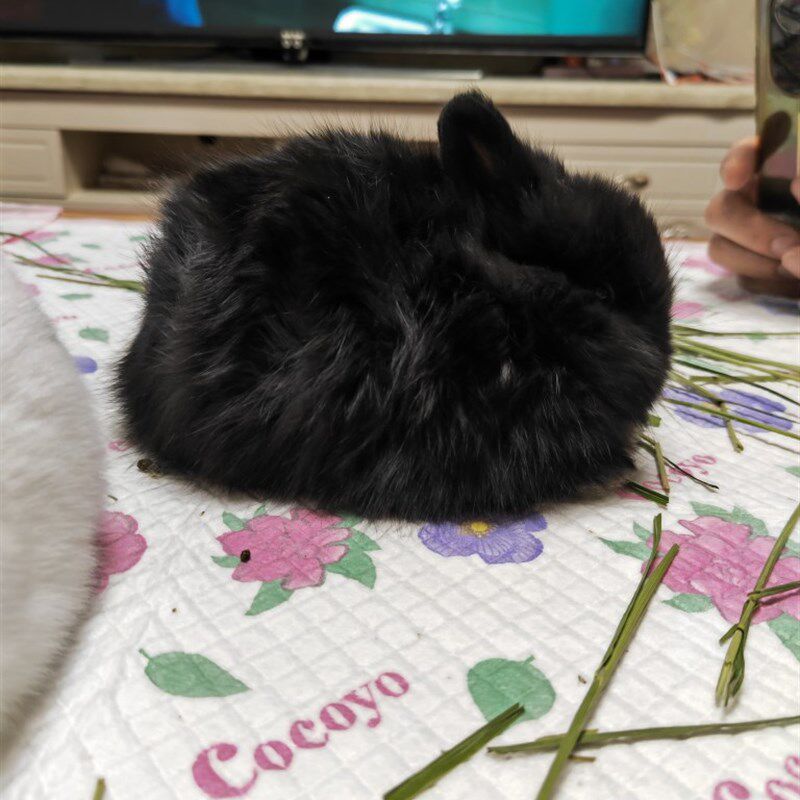 乌黑发量的黑色侏儒兔宝宝 双血统 家养 包健康