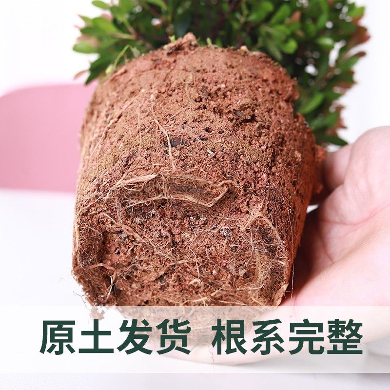 小叶赤楠盆景室内盆栽植物办公室绿植小精致办公桌名贵花卉好养活